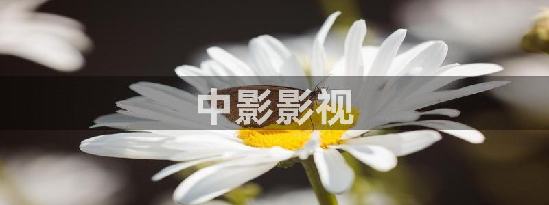 天天有喜电视剧免费观看西瓜影院